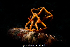 Halgerda reticulidia. by Mehmet Salih Bilal 